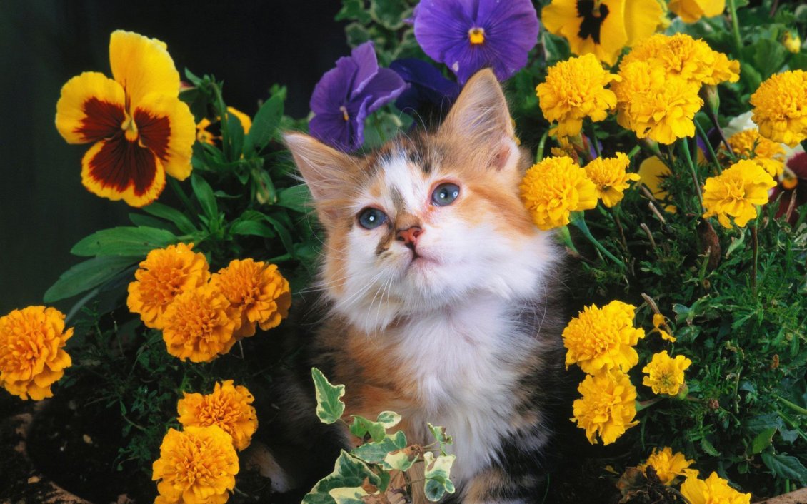 Download Wallpaper Sweet cat between flowers in a garden