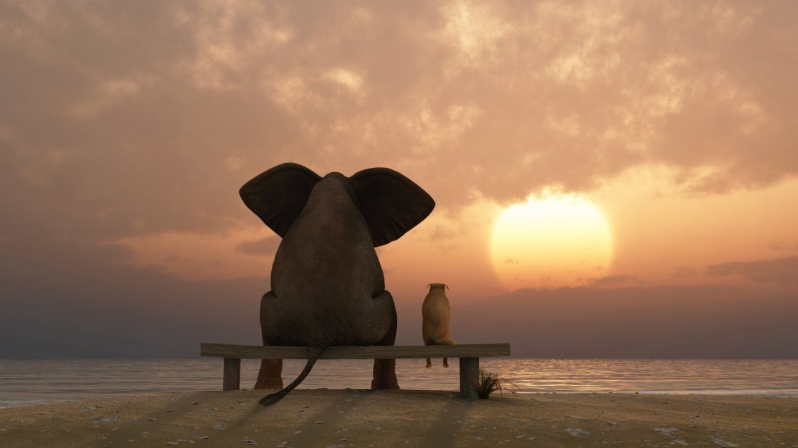 Download Wallpaper The animals watching at sunset from beach