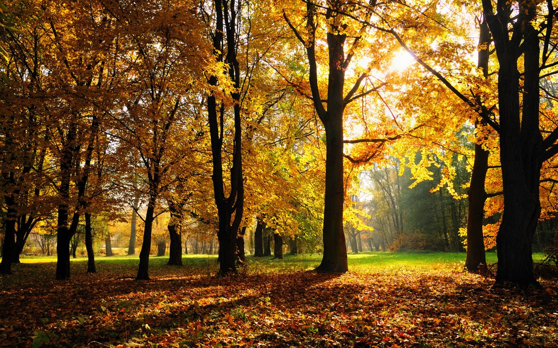 Download Wallpaper Sunlight in the park - Autumn time