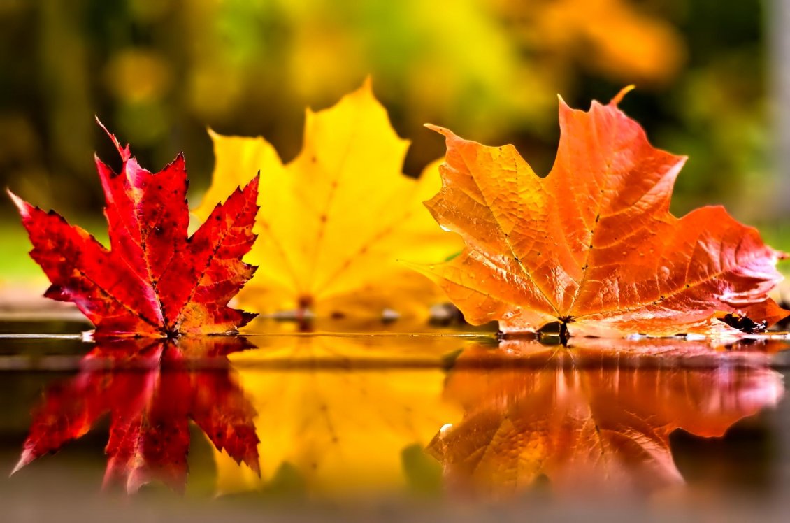 Download Wallpaper Three coloured autumn leaves in the mirror of water