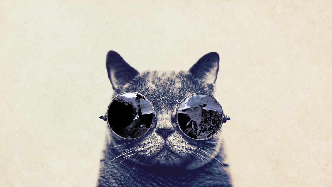 Download Wallpaper Fashion cat with sunglasses - HD funny wallpaper