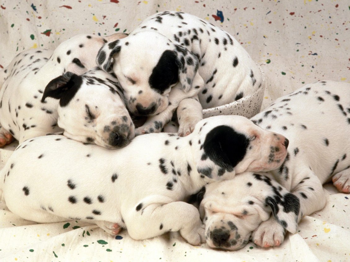Download Wallpaper Sweet dreams little dalmatian puppies