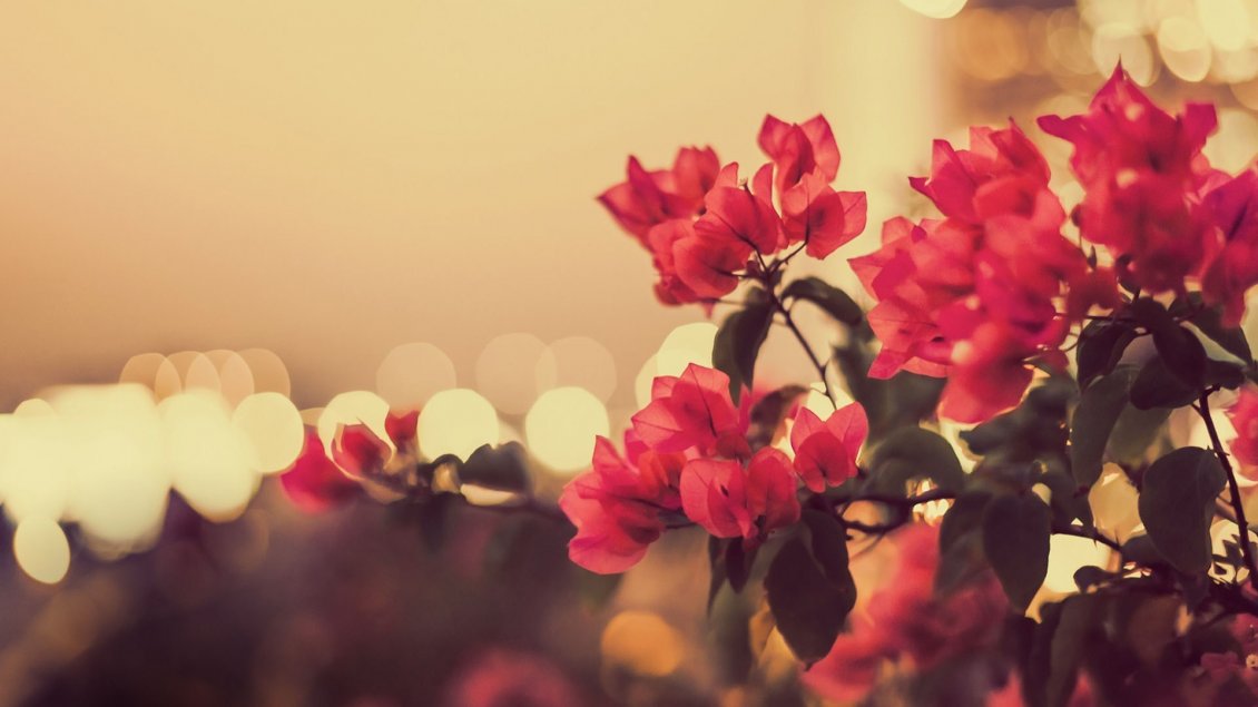 Download Wallpaper Vintage red flowers in the garden - blurry background