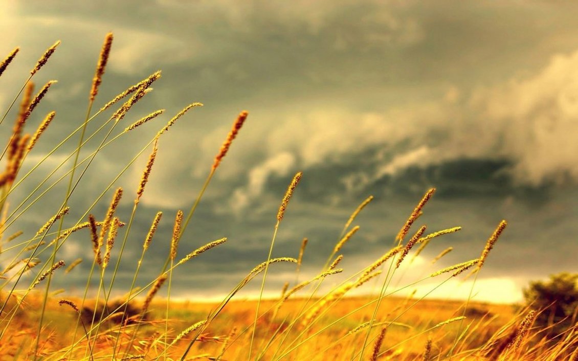 Download Wallpaper Autumn weather - wind over the yellow field