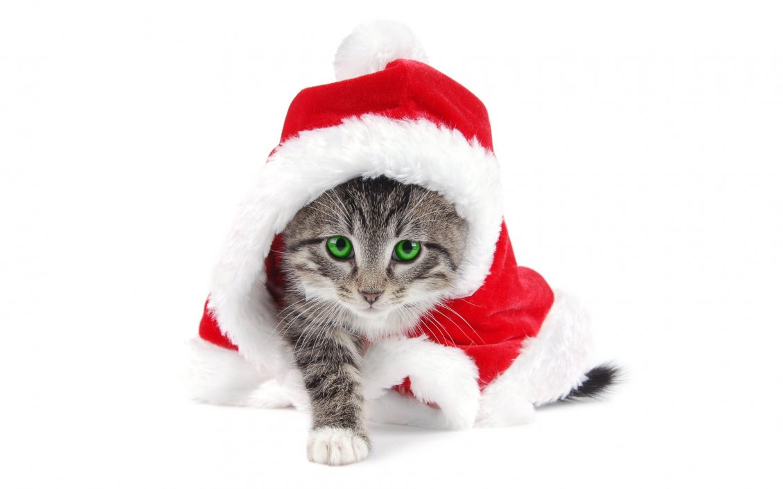 Download Wallpaper Sweet little kitty in Santa's costume