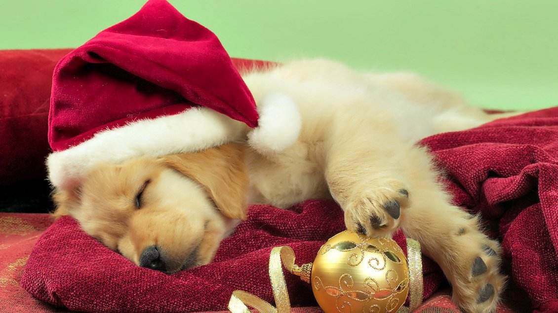 Download Wallpaper Sweet little Golden Retriever dog with Christmas hat