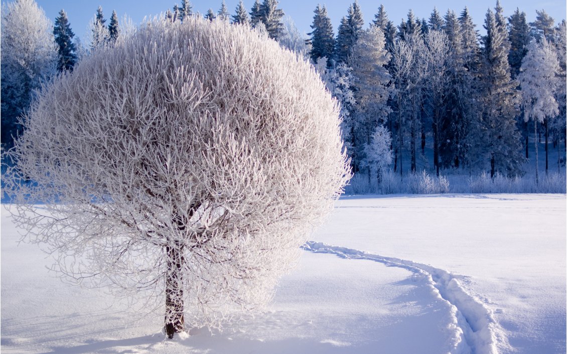 Download Wallpaper Beautiful white frozen tree - HD winter season