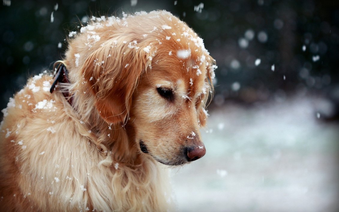 Download Wallpaper Beautiful Golden Retriever dog - snowflakes