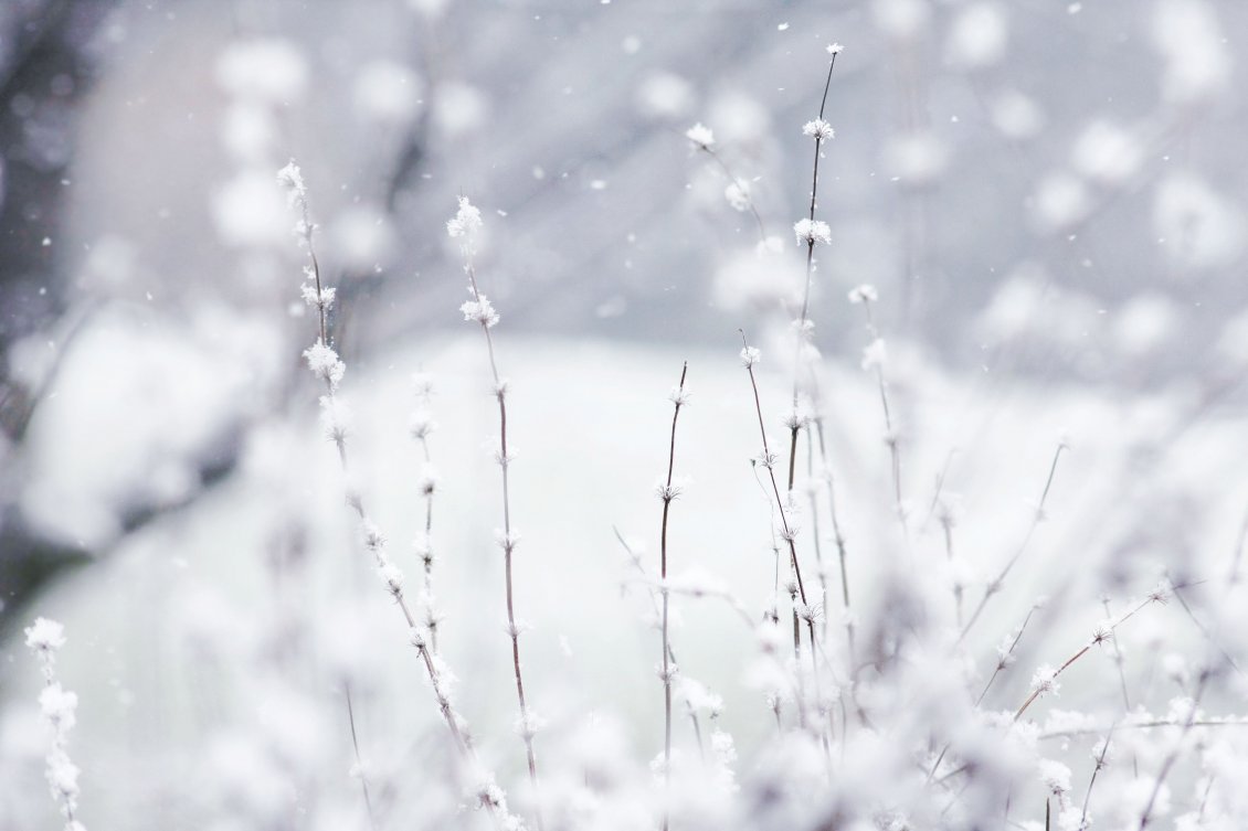 Download Wallpaper Frozen grass - HD white winter wallpaper