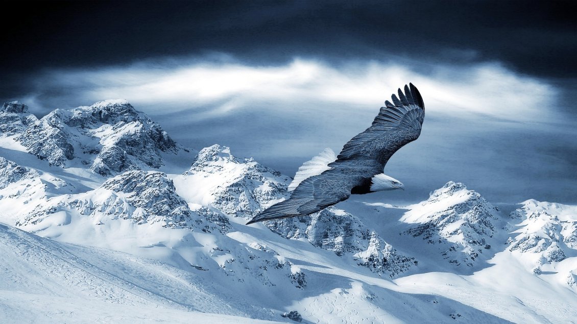 Download Wallpaper Beautiful eagle fly over the white mountains