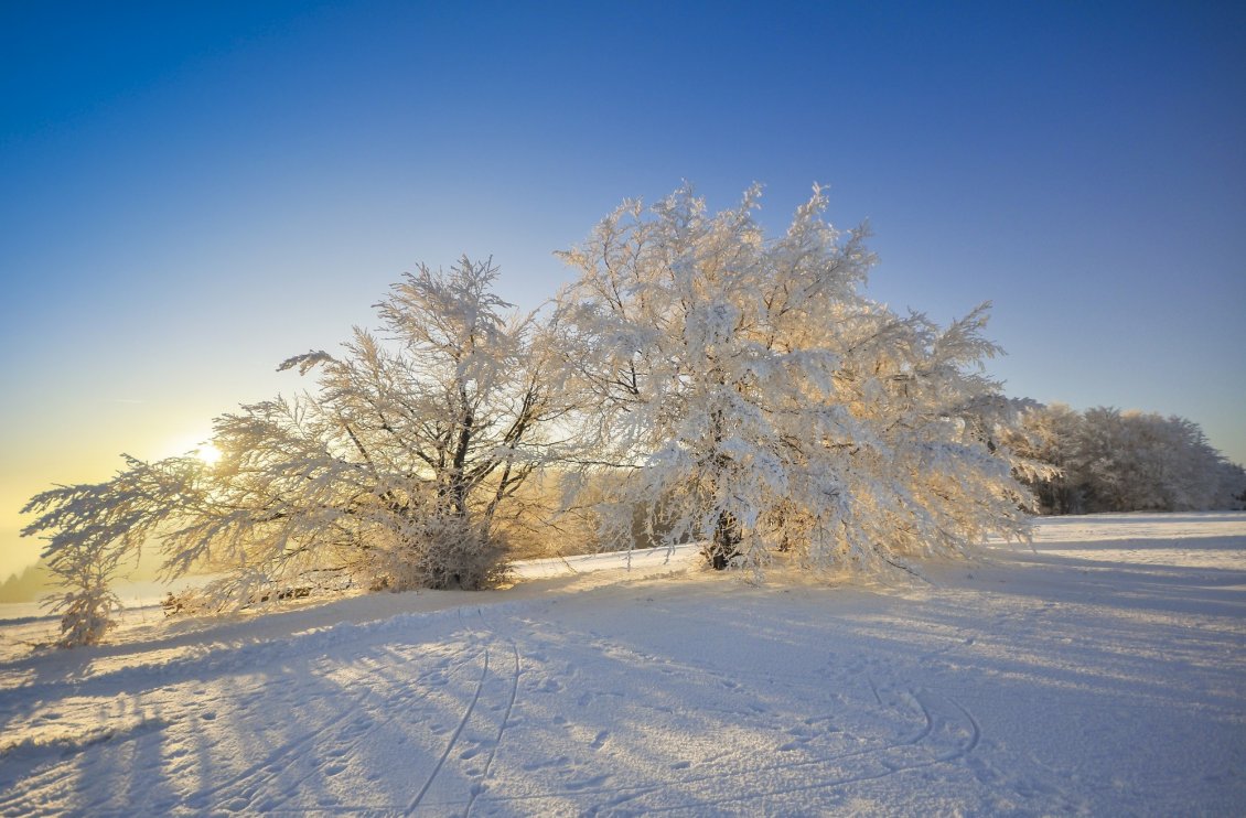 Download Wallpaper Winter sun under the white trees full with snow