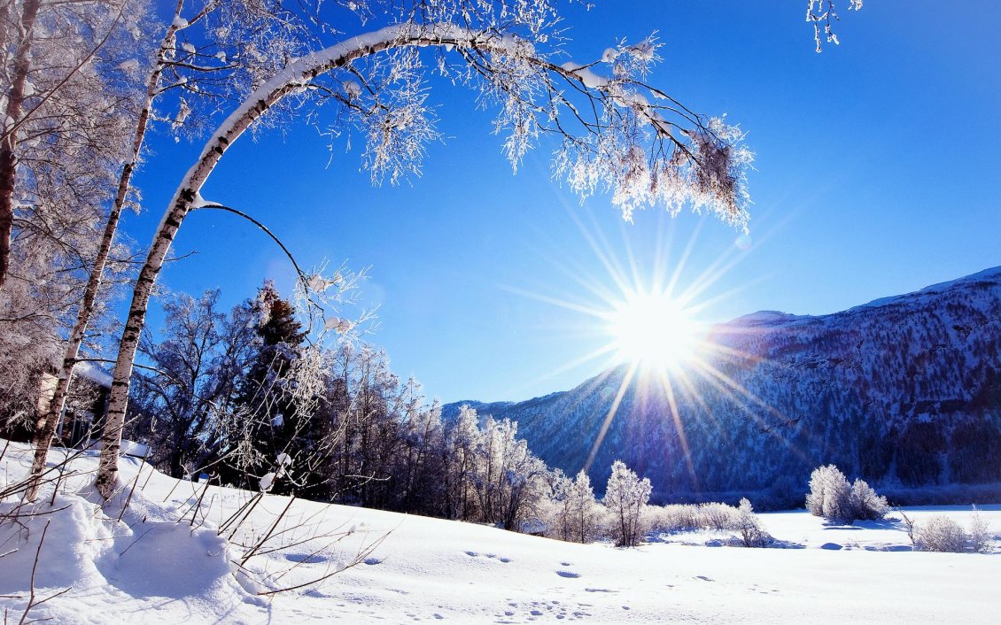 Download Wallpaper The trees like the winter sun - HD cold wallpaper