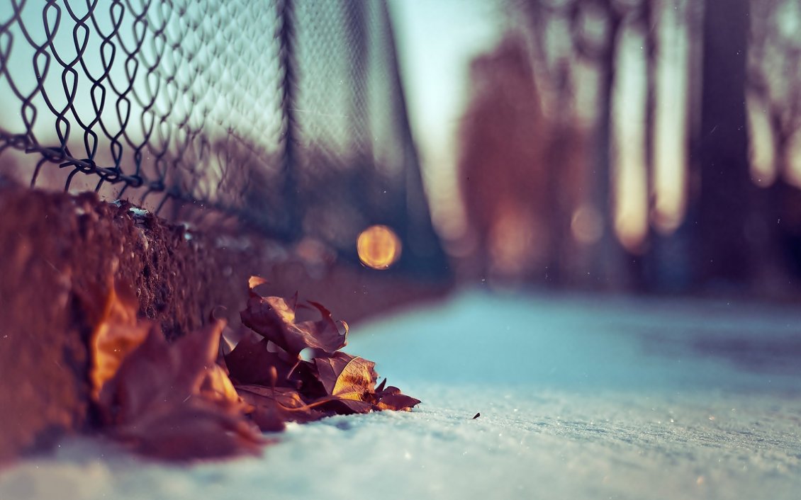 Download Wallpaper Autumn leaves in the snow - HD macro wallpaper