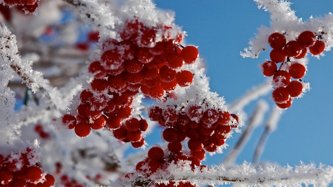 Download Wallpaper Red frozen fruits - cold winter time for nature