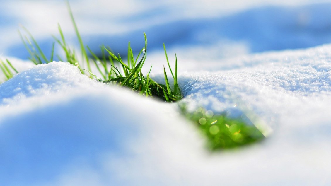 Download Wallpaper The nature revives - fresh green grass in the snow