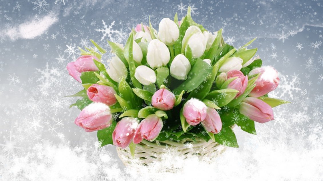 Download Wallpaper Beautiful bouquet of white and pink tulips