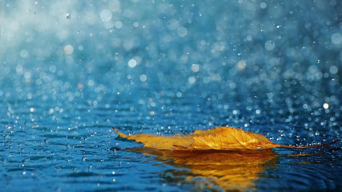 Download Wallpaper Autumn leaf in the rain - Beautiful HD wallpaper