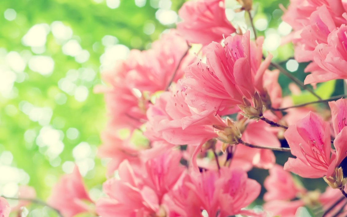 Download Wallpaper Beautiful pink spring flowers - HD nature wallpaper