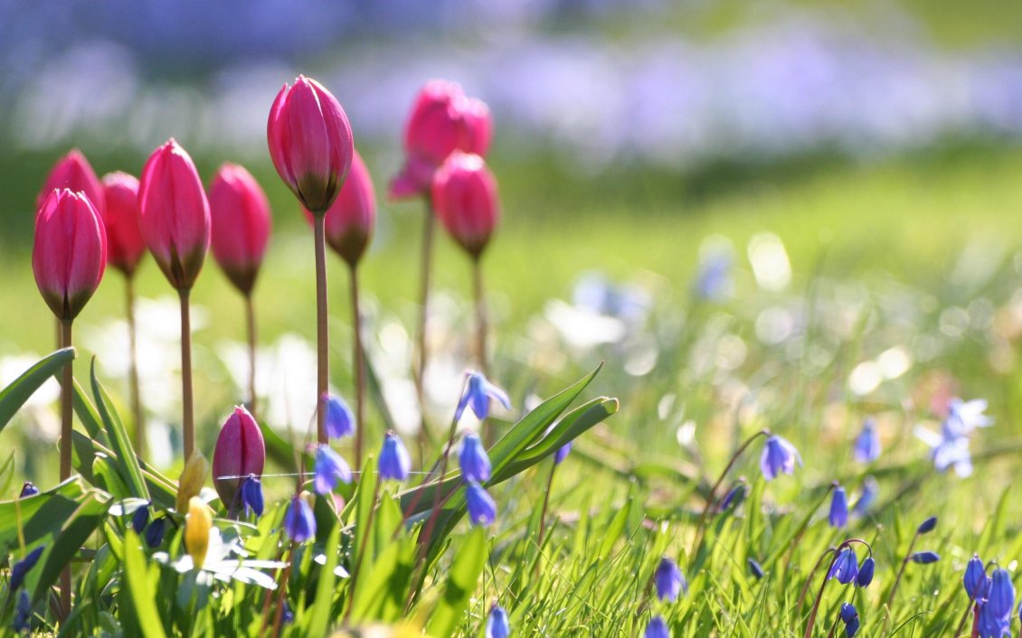 Download Wallpaper Pink tulips on the field full with flowers - Spring season