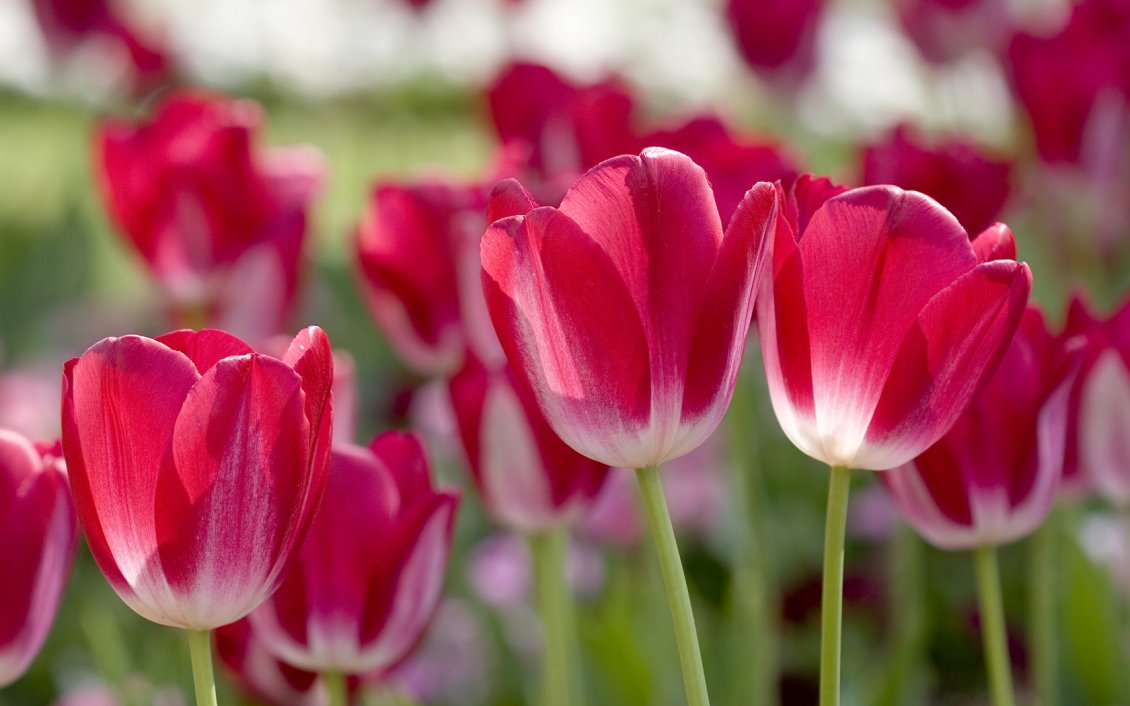 Download Wallpaper Tulips red with white - beautiful spring flowers