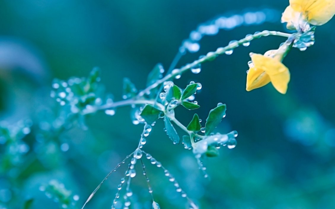 Download Wallpaper Macro wallpaper - yellow flower full with water drops