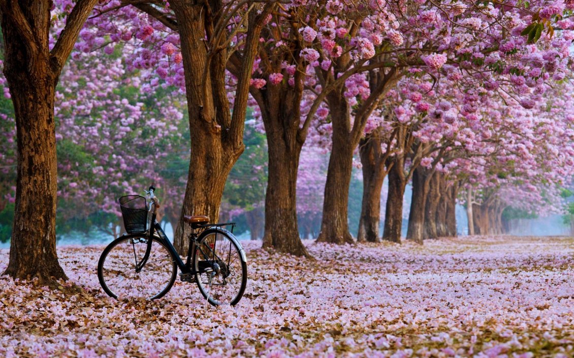 Download Wallpaper Walk in the park with the bike - beautiful spring time