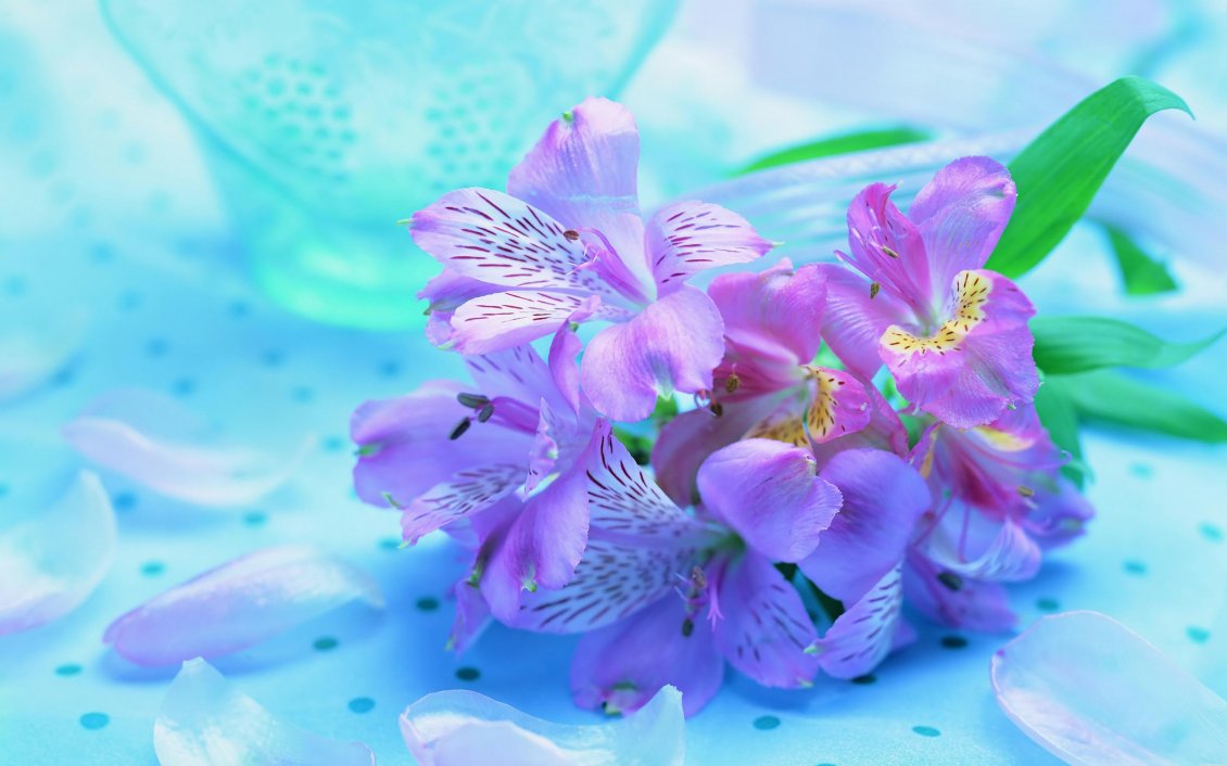 Download Wallpaper Purple spring flowers - beautiful HD wallpaper