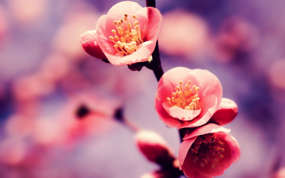 Download Wallpaper Pink spring flowers - blossom tree