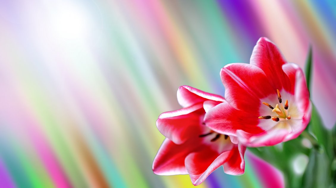 Download Wallpaper Spring flowers on a colourful background