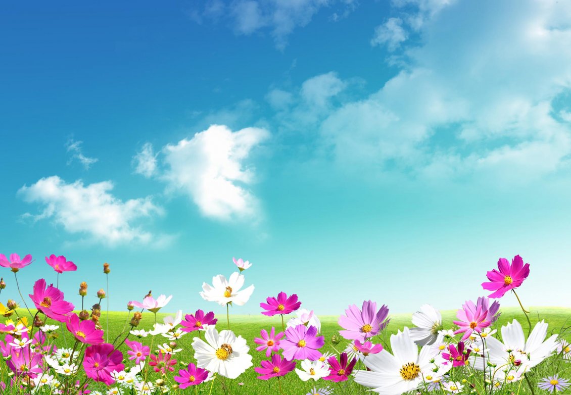 Download Wallpaper Colourful spring time - perfume from the flowers