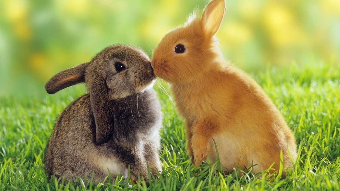 Download Wallpaper Two lovely rabbits - sweet animals in the grass