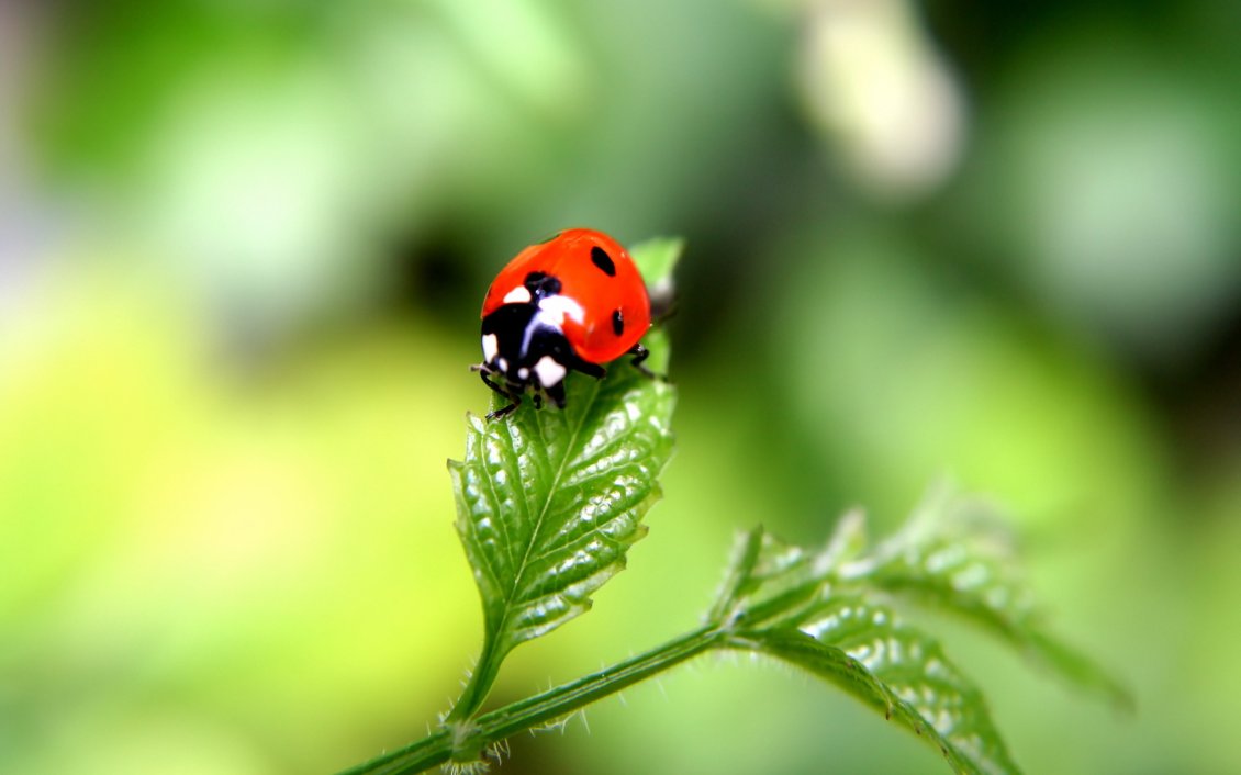 Download Wallpaper Beautiful ladybug on a green plant - HD macro wallpaper