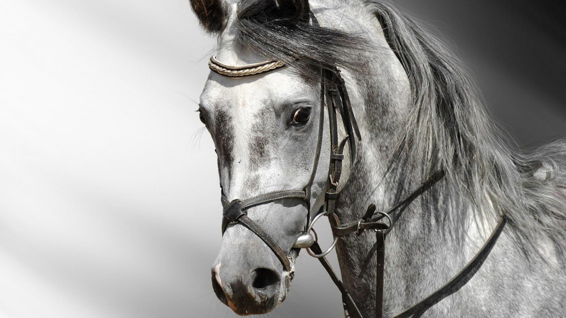 Download Wallpaper Wonderful horse - professional photo with animals
