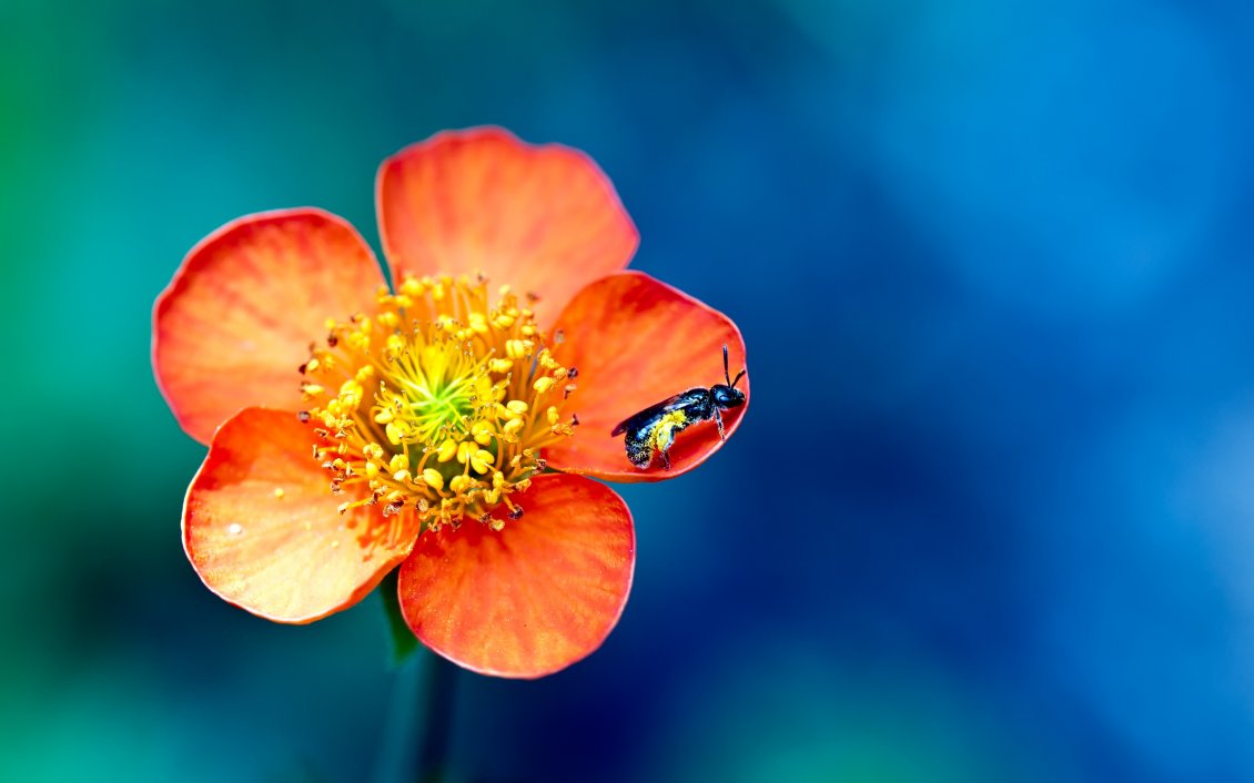 Download Wallpaper Little insect on a beautiful spring flower - macro wallpaper