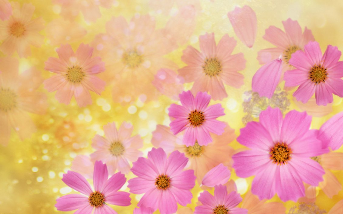 Download Wallpaper Pink flowers on the background - HD spring season