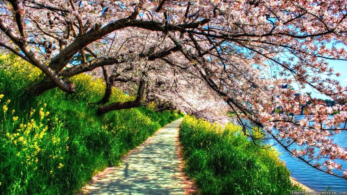 Download Wallpaper Path under the blossom trees - HD spring wallpaper