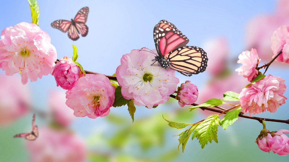 Download Wallpaper Pink butterfly on the blossom trees - HD wallpaper