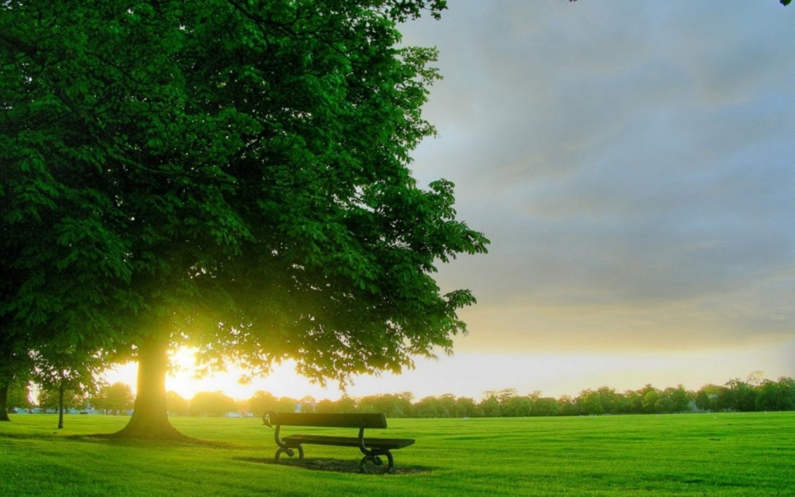 Download Wallpaper Beautiful sunrise on the green grass in the park