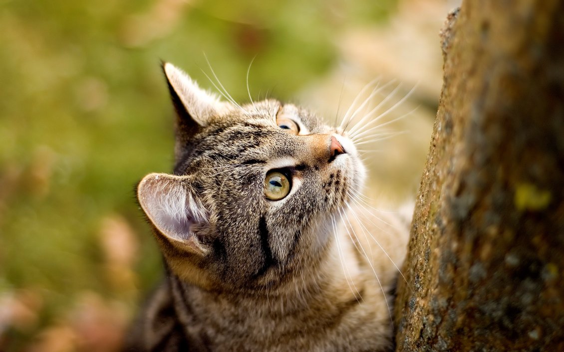 Download Wallpaper Climbing on a tree - sweet little tiger cat