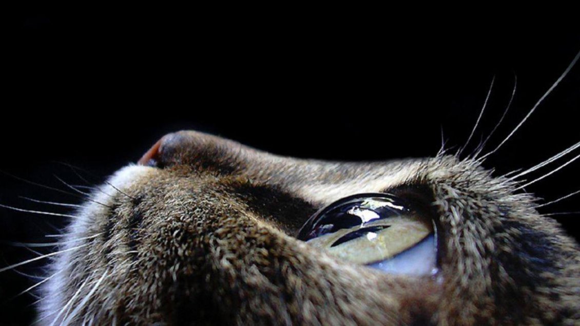 Download Wallpaper Macro cat eye - wonderful professional animal wallpaper