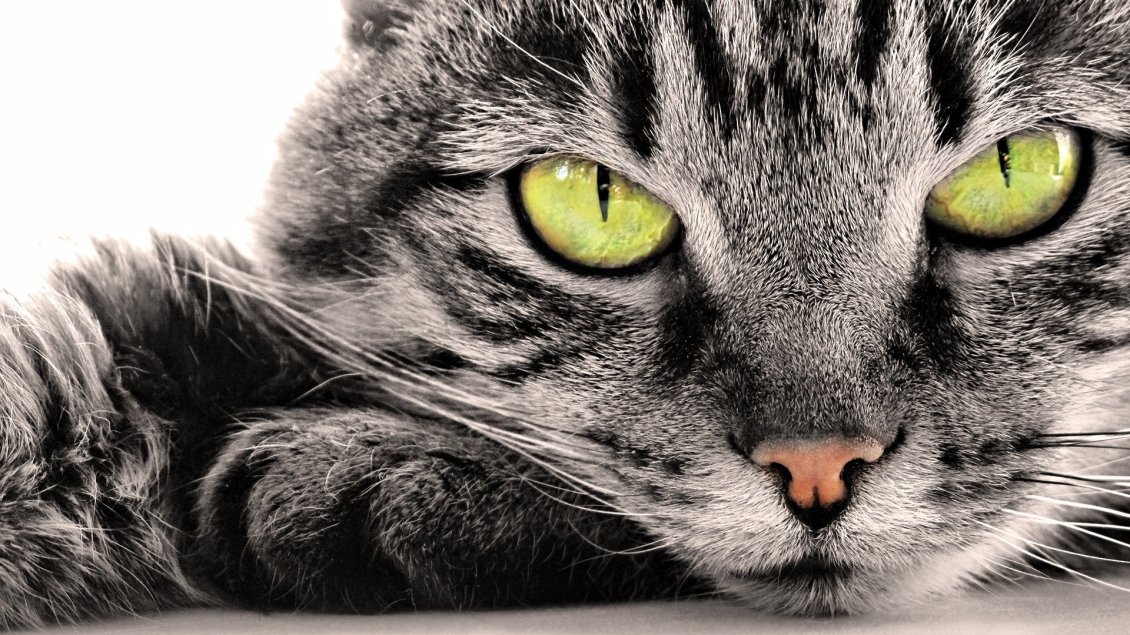 Download Wallpaper Dangerous cat eye - sweet little tiger cat