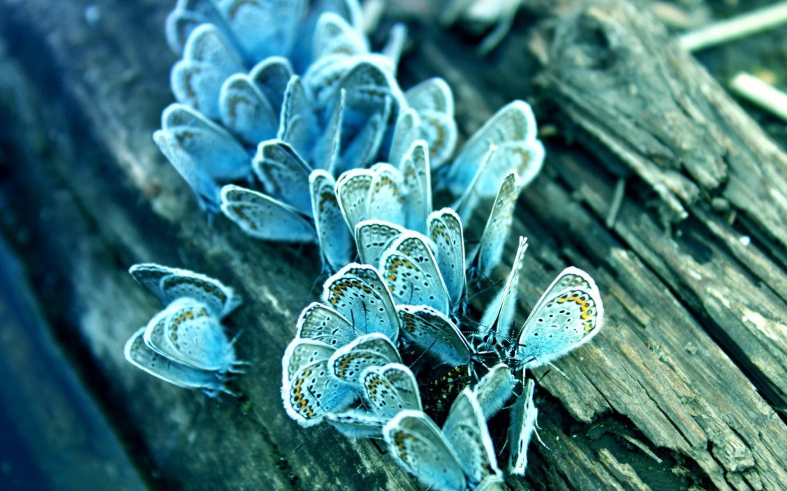 Download Wallpaper Frozen butterflies on a tree trunk - HD macro wallpaper