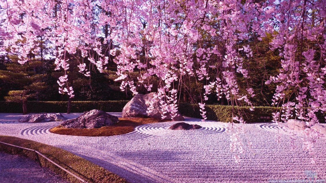 Download Wallpaper Cherry tree blossom - wonderful carpet of spring flowers