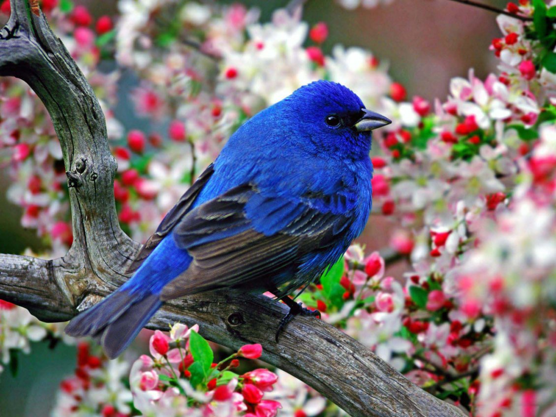 Download Wallpaper Wonderful blue bird in the blossom tree - HD wallpaper