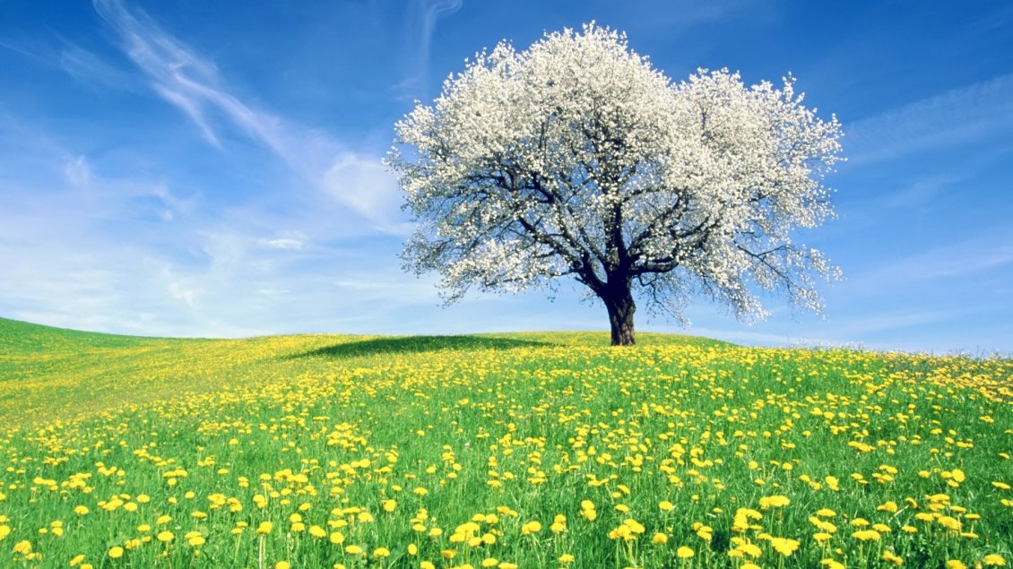 Download Wallpaper Field full with dandelion flowers and a blossom tree