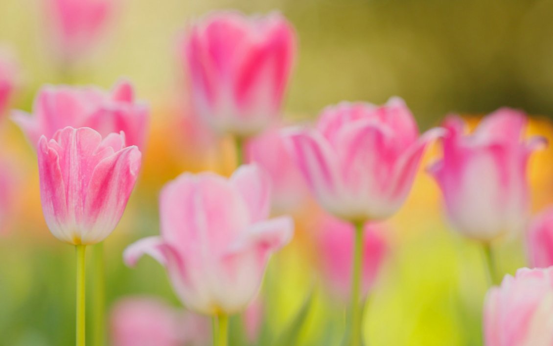 Download Wallpaper Pink tulips in the garden - HD nature wallpaper