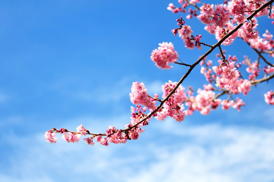 Download Wallpaper Branch of tree full with blossom flowers - blue sky