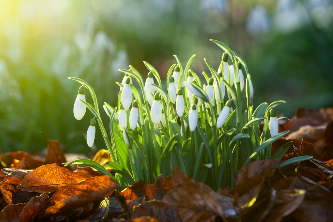 Download Wallpaper Bouquet of snowdrops - good morning spring sunshine