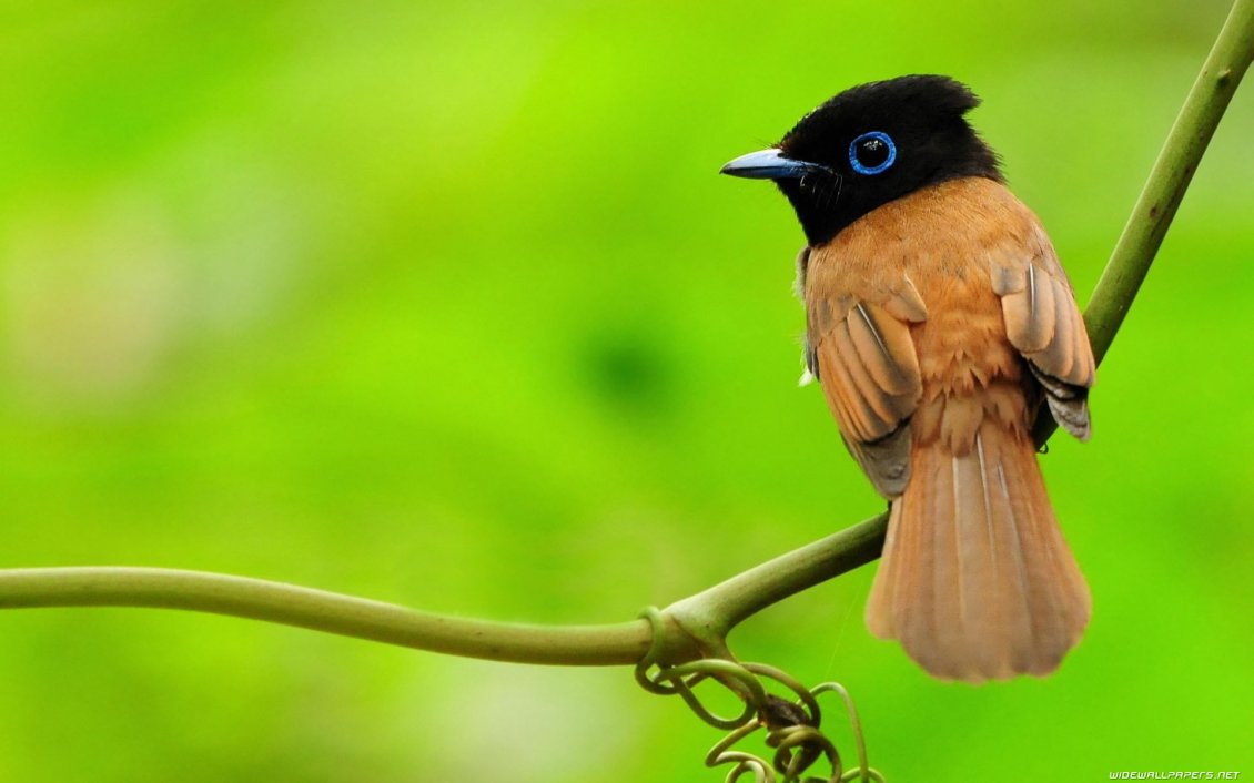 Download Wallpaper Beautiful little bird - black and brown color