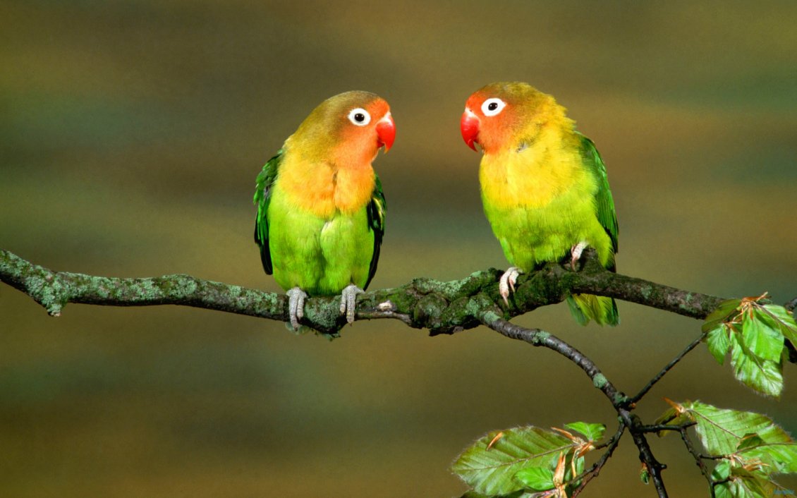 Download Wallpaper Two colourful parrots on a branch of tree